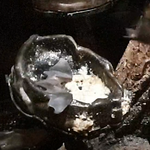 Seba's short tailed bat at the feeding-bowl