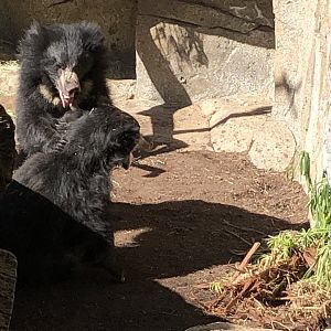 Sloth bear brawl
