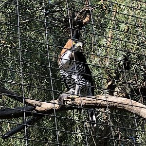 Ornate hawk-eagle and prey