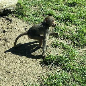 Hamadryas baboon youngling