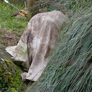 Bornean orangutans, February 2020