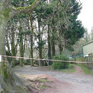 Fallen tree near the Takin, February 2020