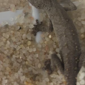 Strophurus williamsi