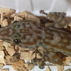 Ptyodactylus ragazzi - male