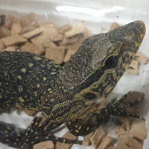 Varanus ornatus
