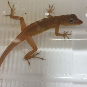 Anolis ocullatus winstoni