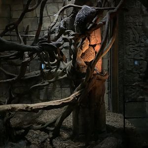 Porcupine/Ringtail exhibit - Nocturnal House