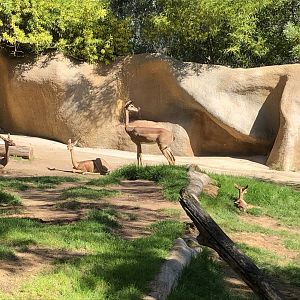 Gerenuks, including a 5-day-old