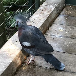 Victoria crowned pigeon