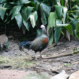 Green Junglefowl (2018)