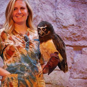 Spectacled Owl (2018)