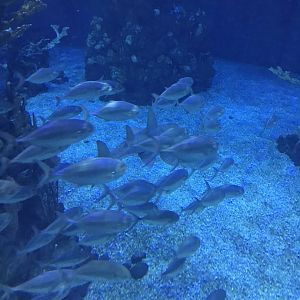 Unidentifiable fish @Epcot (2018)