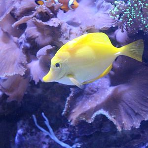 Yellow Tang (Epcot 2018)