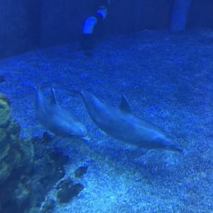 Pacific White Sided Dolphin (Epcot 2018)