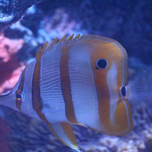 Copperband Butterflyfish (Epcot 2018)