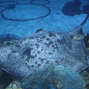 Stingray ID? (Epcot 2018)