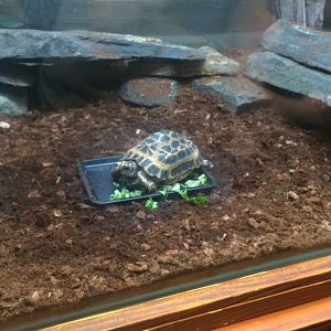 Spider Tortoise (2018)