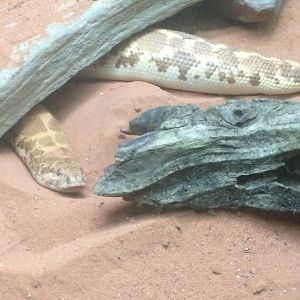 Kenyan Sand Boa (2018)