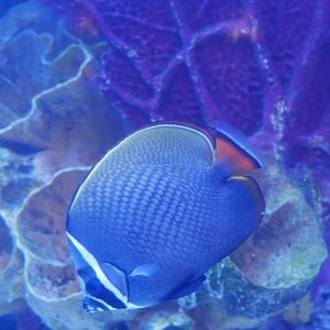 Red Tailed Butterflyfish (Rainforest Cafe)