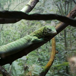 Monitor ID (Asian section)