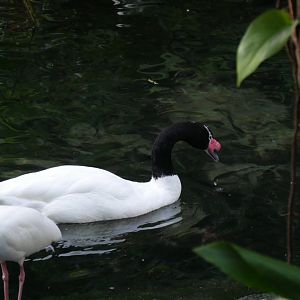 Black Necked Swan (2018)