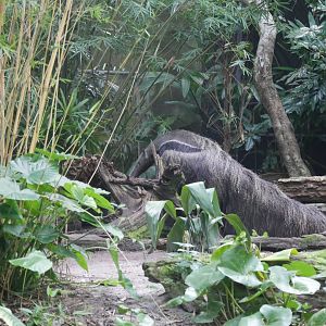 Giant Anteater (2018)