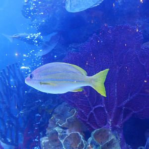 Blue Stripe Snapper (Rainforest Cafe)