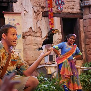 Hornbill ID? (Flight Show 2018)