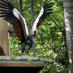Grey Crowned Crane (in flight)