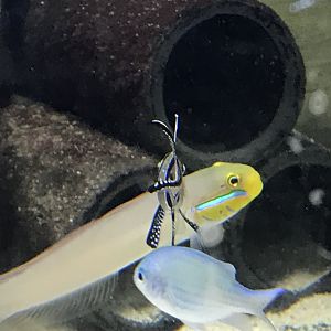 Blue Chromis and Goby species (ID please)