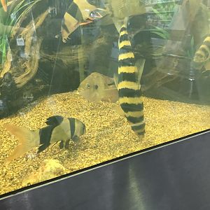 Disdontchius species (I think it’s banded)