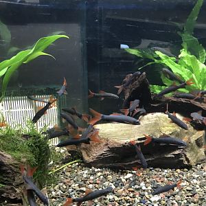 Red Tailed Black Sharks