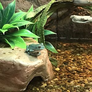 Australian Green Tree Frog