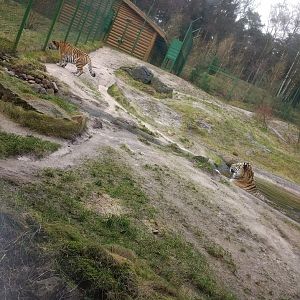 Part of siberian tiger enclosure-2018