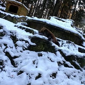 Kamschatka Bear lying in the Snow- 2017