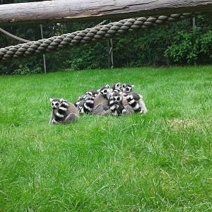 Ring tailed lemurs sleeping- 2015
