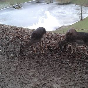 Fallow Deers standing in front of frozen lake- 2016