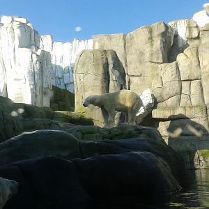 Polar Bear exhibit-2016
