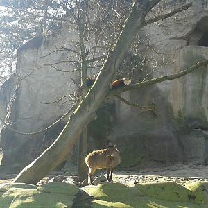 Red Panda above Himalayan Tahr
