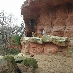 Lion enclosure with a Rothschild`s giraffe in the background- 2016