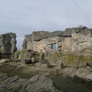 Polar Bear enclosure