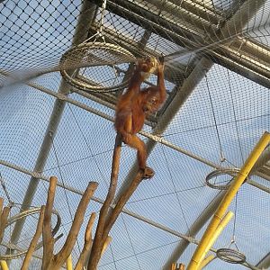Young Orang-Utan in the inside part of the exhibit