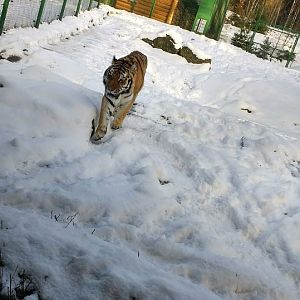 Siberian tiger walking in the snow