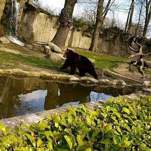 Kamschatka Bear running in his enclosure