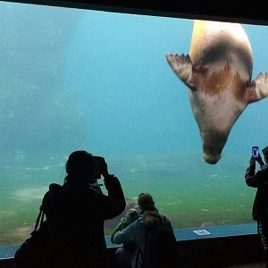 Walruss underwater viewing