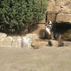 "Couple" picture of two Humboldt Penguins