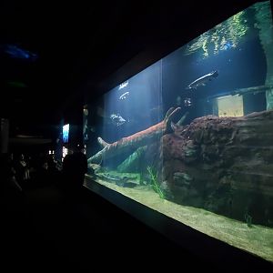 Feb. 2020 - The River Journey - River Giants