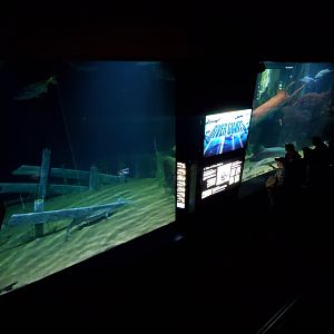 Feb. 2020 - The River Journey - River Giants