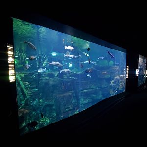 Feb. 2020 - The River Journey - Tennessee River