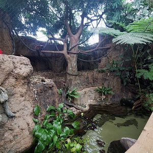 Feb. 2020 - The Ocean Journey - Tropical Cove - Lemur Forest + Stingray Exhibit
